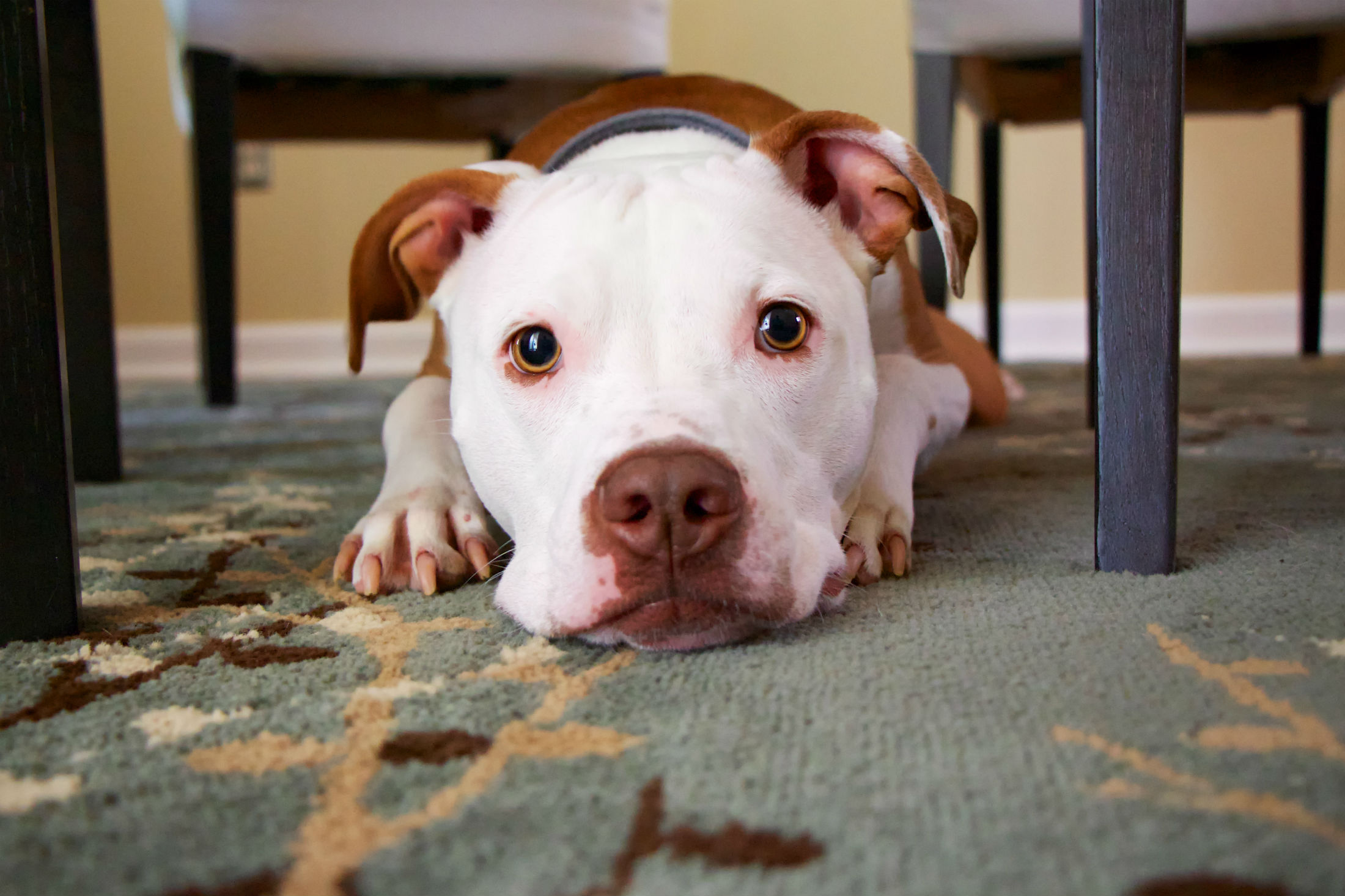 How to Clean Up Dog Mess on Carpet – Cleaning Tips